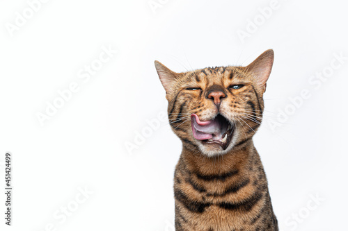 brown spotted bengal cat making funny face licking lips with mouth wide open after eating isolated on background © FurryFritz