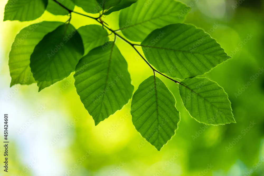 Closeup nature view of green beech leaf on spring twigs Closeup nature view of green beech leaf on spring twigs