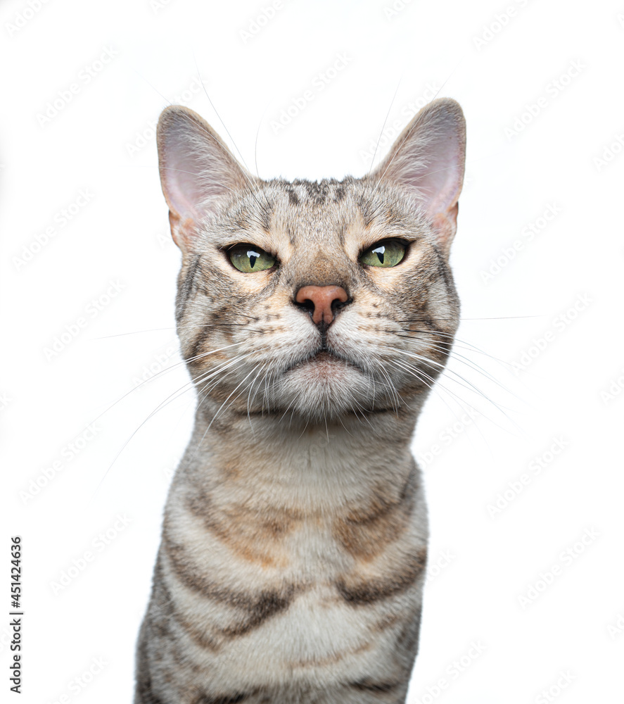 silver tabby bengal cat looking at camera isolated on white background