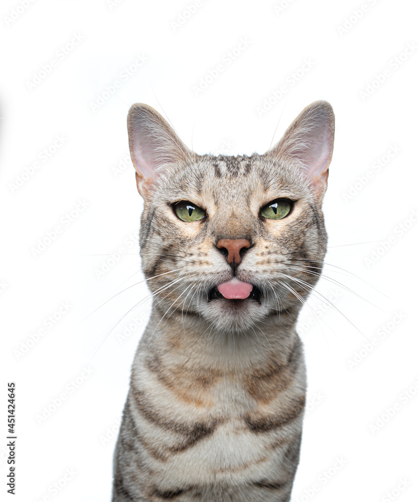 silver tabby bengal cat looking at camera sticking out tongue isolated on white background