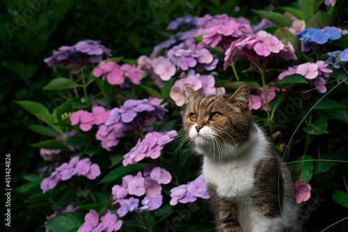 tabby white british shorthair cat in front of blooming hydrangea plant with pink blossoms  outdoors