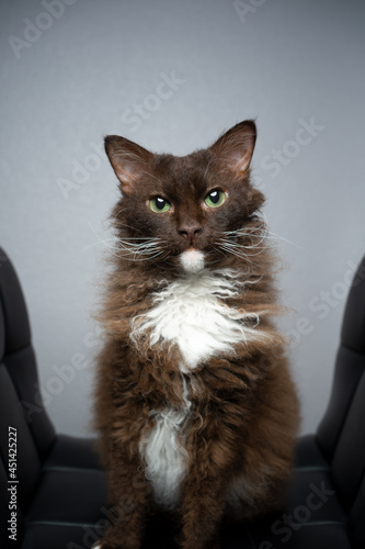 Foto chocolate white brown LaPerm Cat with curly longhair fur portrait on gray backgr