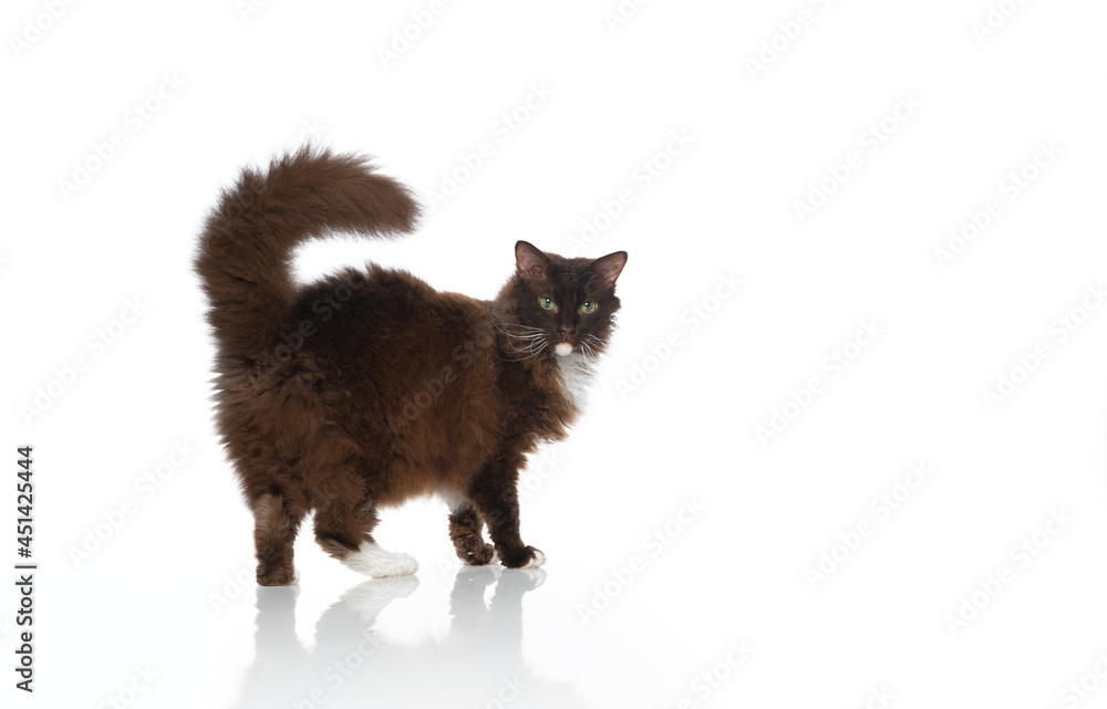Obraz premium side view of a chocolate white LaPerm Cat with curly fluffy fur isolated on white bqackground