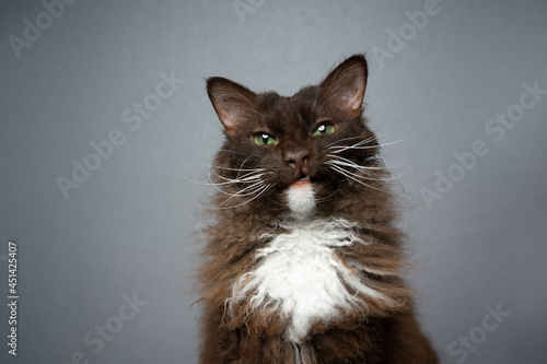 Quadro su tela chocolate white brown LaPerm Cat with curly longhair fur making funny face looki