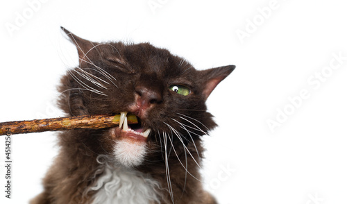 Quadro em tela brown LaPerm Cat with curly longhair fur chewing on matatabi stick for dental he