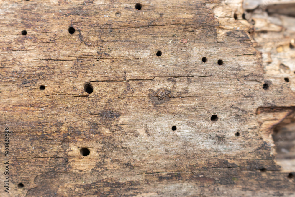 Weathered bark with scars of bugs. Old wood texture. Grunge wood with