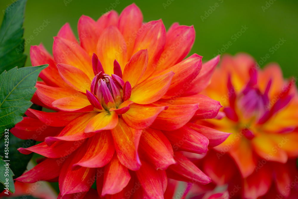 Selective focus of orange yellow Dahlia flower in the garden with green garden as backdrop, Dahlia is a genus of bushy, Tuberous, Herbaceous perennial plants, Nature floral background.