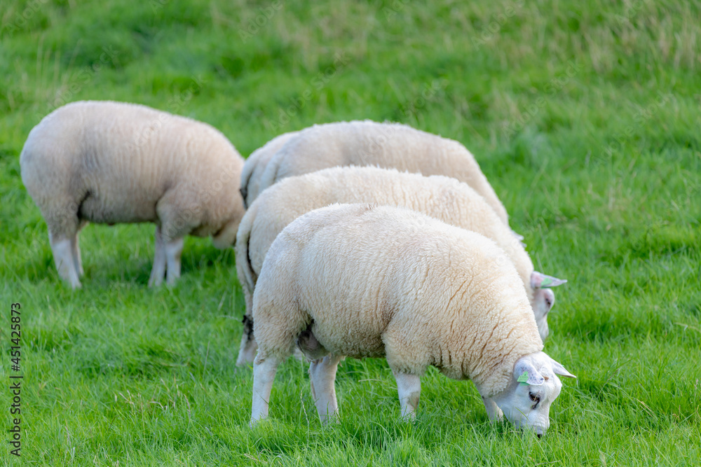 Selective focus of a group young sheep nibbling grass on the green meadow, Ovis aries are quadrupedal ruminant mammals typically kept as livestock, Lamb on the field in countryside, Netherlands. Selective focus of a group young sheep nibbling grass on the green meadow, Ovis aries are quadrupedal ruminant mammals typically kept as livestock, Lamb on the field in countryside, Netherlands.