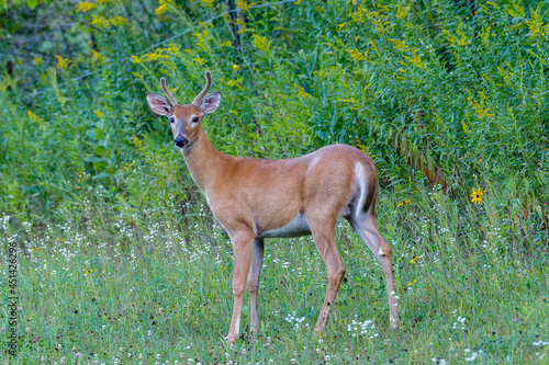 Young White-tailed Buck (Odocoileus virginianus) with velvet antlers during late summer. Selective focus, background and foreground blur 