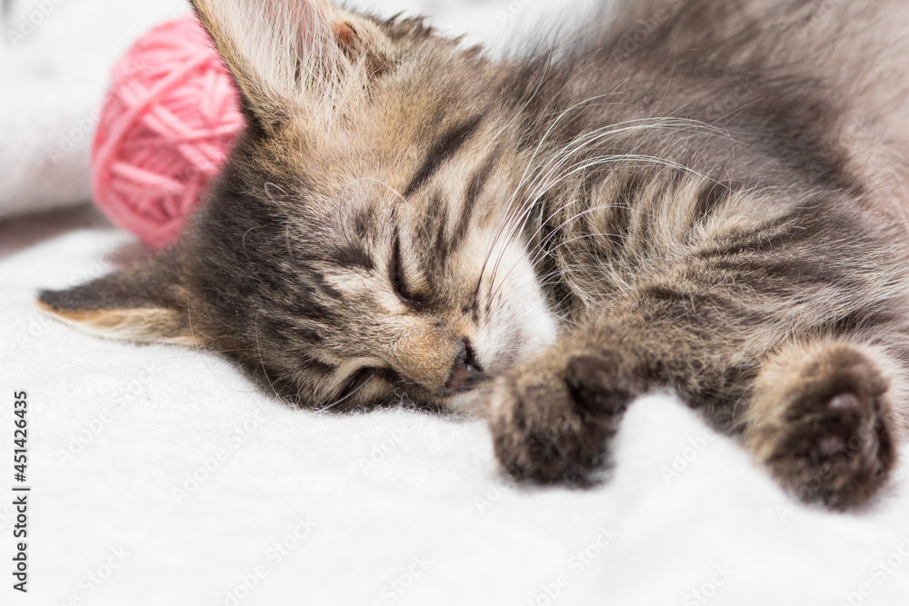 A little striped fluffy gray kitten sleeps with pink balls of yarn. Copy space for text. A little striped fluffy gray kitten sleeps with pink balls of yarn. Copy space for text.