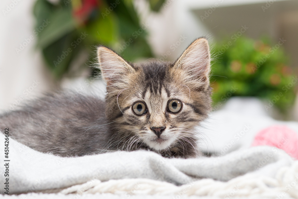 A beautiful striped gray kitten sits on a blanket. Cute card for calendar, advertising and pet store