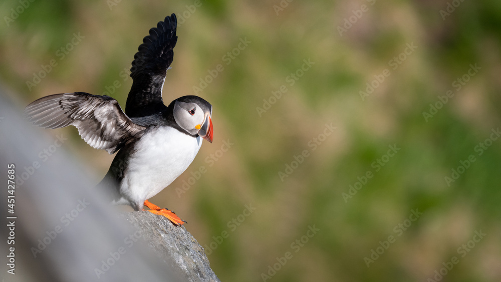 Fototapeta premium Atlantic puffin (Fratercula arctica) from Norway portrait with negative space 