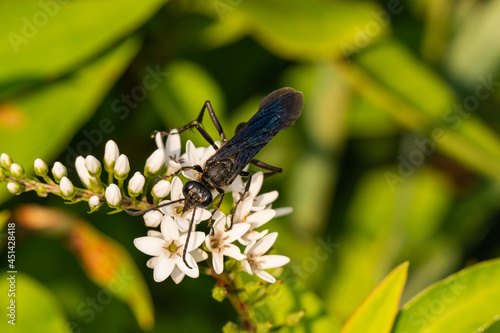 Great Black Digger Wasp on Gooseneck Loosestrife Flowers photo