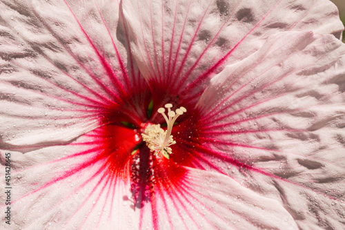 Rose Mallow Flower in Bloom in Summer
