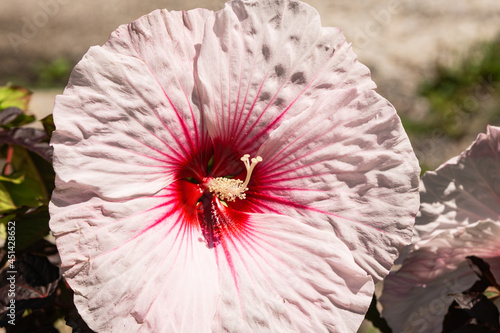 Rose Mallow Flower in Bloom in Summer