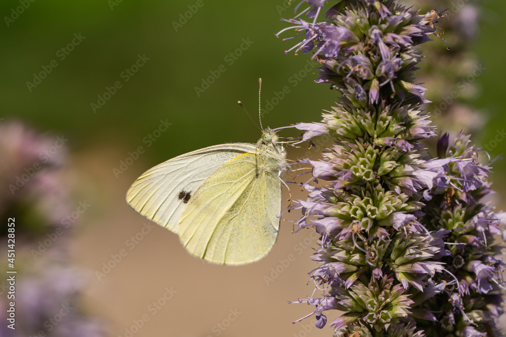 Small Cabbage White Feeding on Hyssop Flowers Small Cabbage White Feeding on Hyssop Flowers