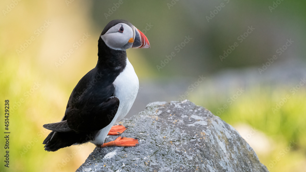Fototapeta premium Atlantic puffin (Fratercula arctica) from Norway portrait with negative space 