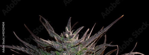 Flowering of the Purpa marijuana plant with dark background and bright resin.