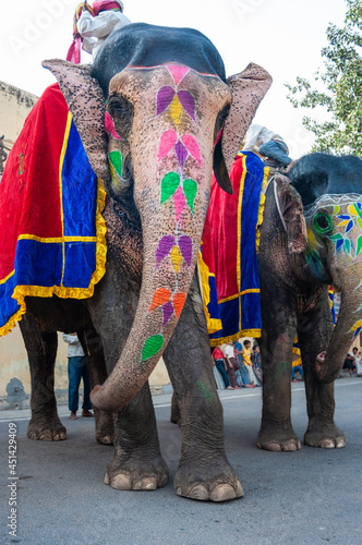 Colorful hand painted elephants, Holi festival, Jaipur, Rajasthan, India 