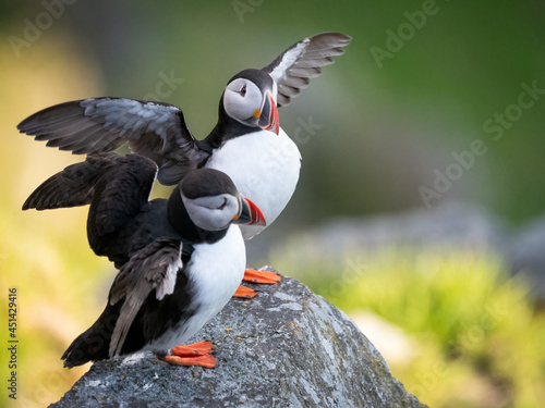 Atlantic puffin (Fratercula arctica) from Norway portrait with negative space 