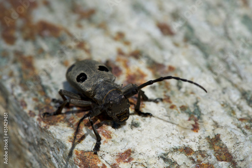 Four spotted gray longhorn beetle in Sopot, Bulgaria