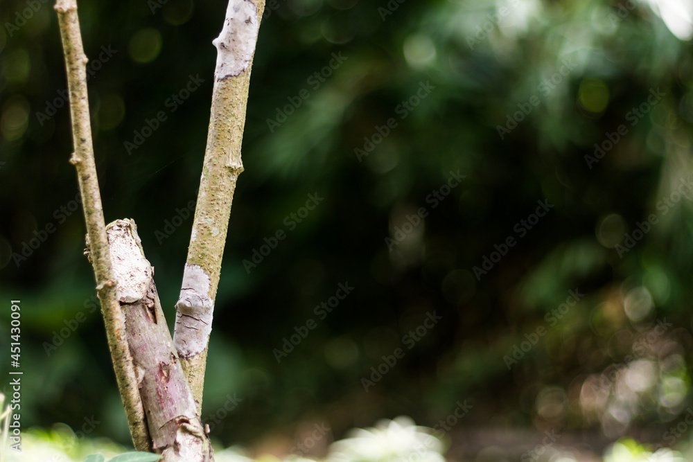 Cassava stems in the field on a hot day, certain parts are covered with mushrooms Cassava stems in the field on a hot day, certain parts are covered with mushrooms