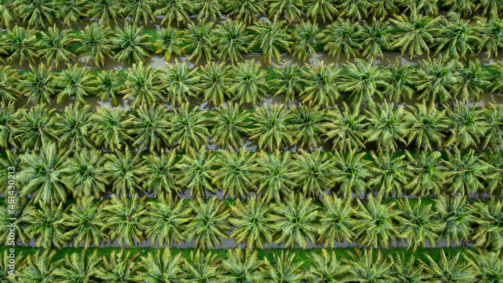 coconut agricultural fields plantation green color in a row aerial top view coconut agricultural fields plantation green color in a row aerial top view