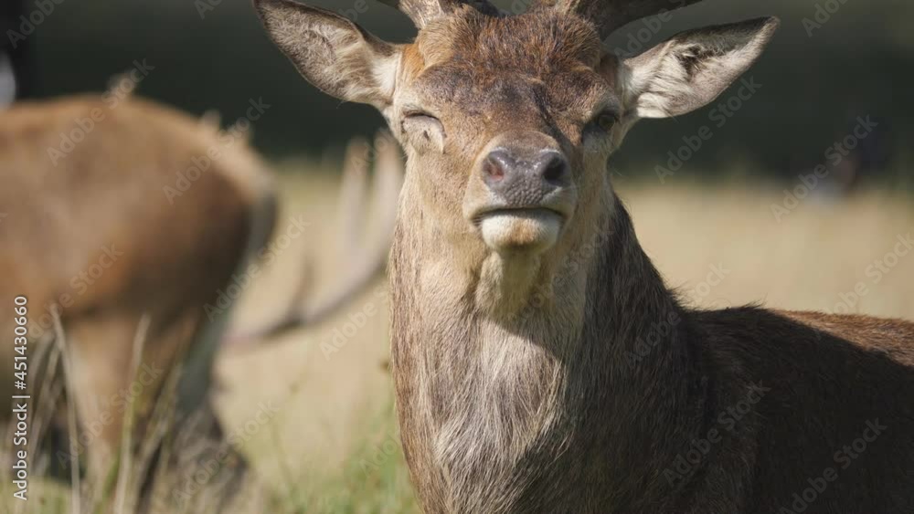 A close up view of a male deer looking at the camera.