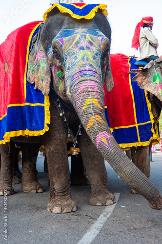 Colorful hand painted elephants, Holi festival, Jaipur, Rajasthan, India 