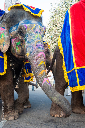 Colorful hand painted elephants, Holi festival, Jaipur, Rajasthan, India 