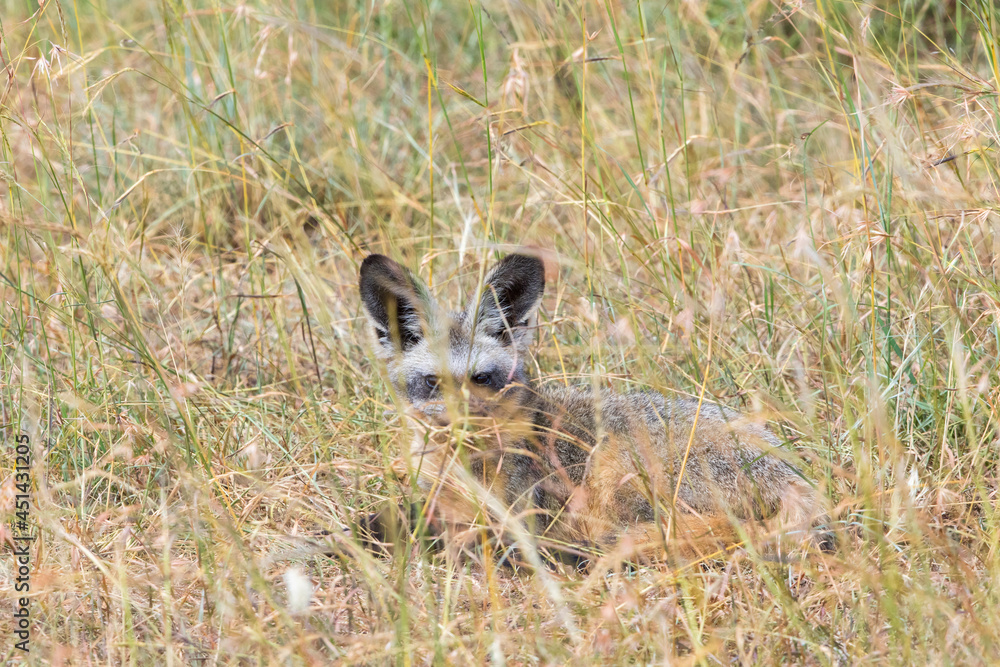 Bat-eared fox on the grass savanna in africa Bat-eared fox on the grass savanna in africa