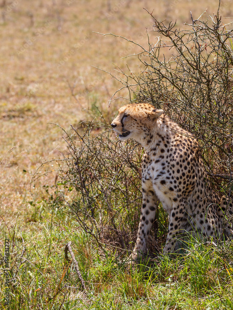 Naklejka premium Cheetah sitting at a bush at looking