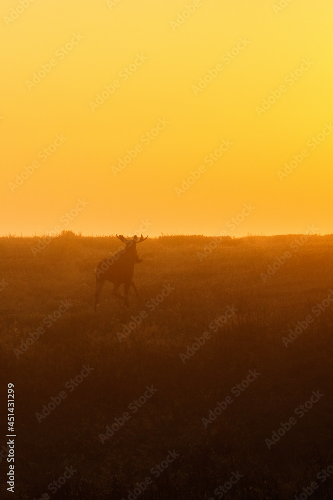 Bull Moose running in a meadow at dawn
