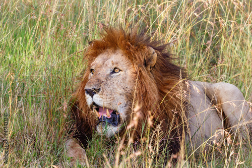 Fototapeta Naklejka Na Ścianę i Meble -  Male lion lying in the grass