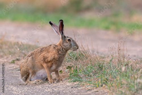 Wild European Hare Lepus Europaeus. Close up on a country road © Tatiana