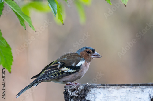 Male Common Chaffinch Fringilla coelebs in the wild photo