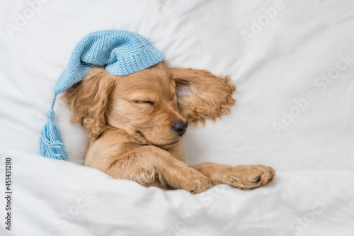 Cute English Cocker Spaniel puppy wearing warm hat sleeps on a bed at home. Top down view. Empty space for text