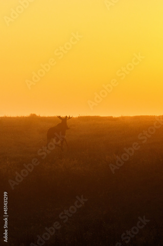 Bull Moose running in a meadow at dawn