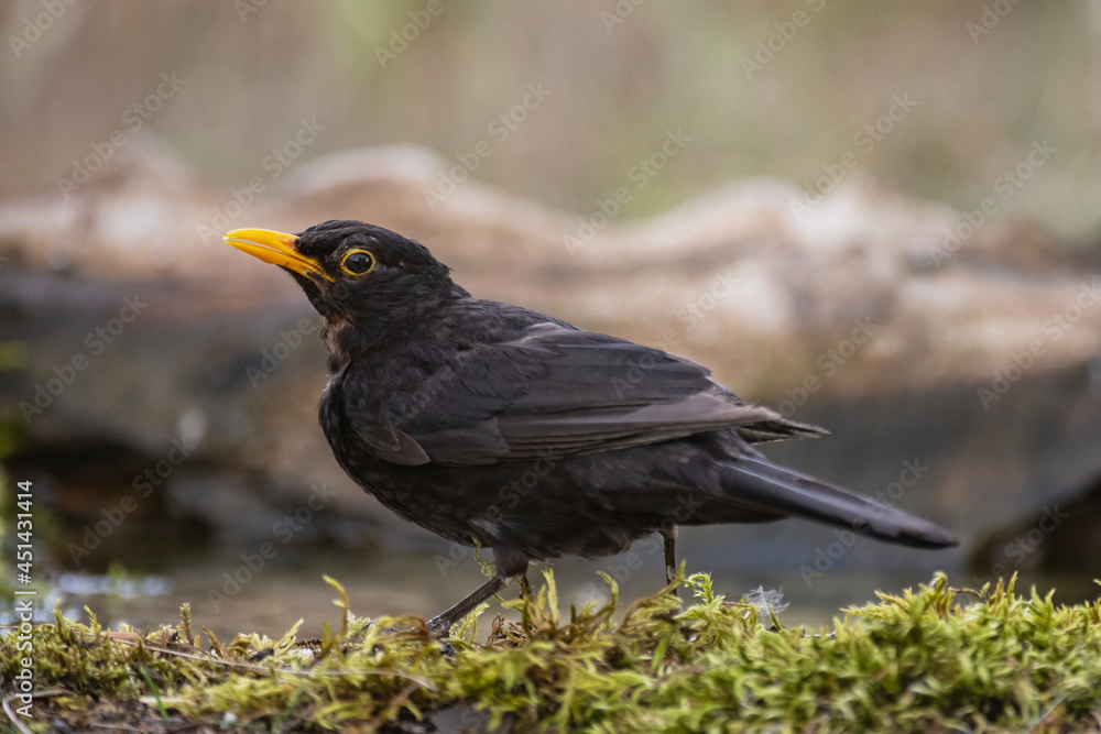 Common blackbird male Turdus merula in the wild Common blackbird male Turdus merula in the wild