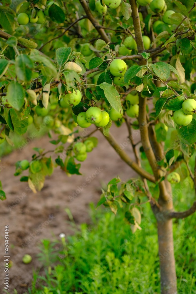 Ripe apple growing on a tree in the rural village garden .