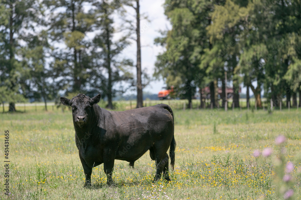 Angus Angus