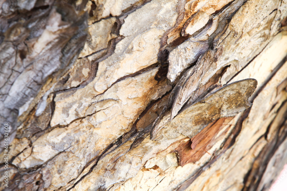 Tree bark texture background Tree bark texture background