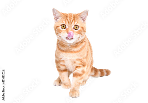 Charming kitten Scottish Straight licking sitting isolated on white background