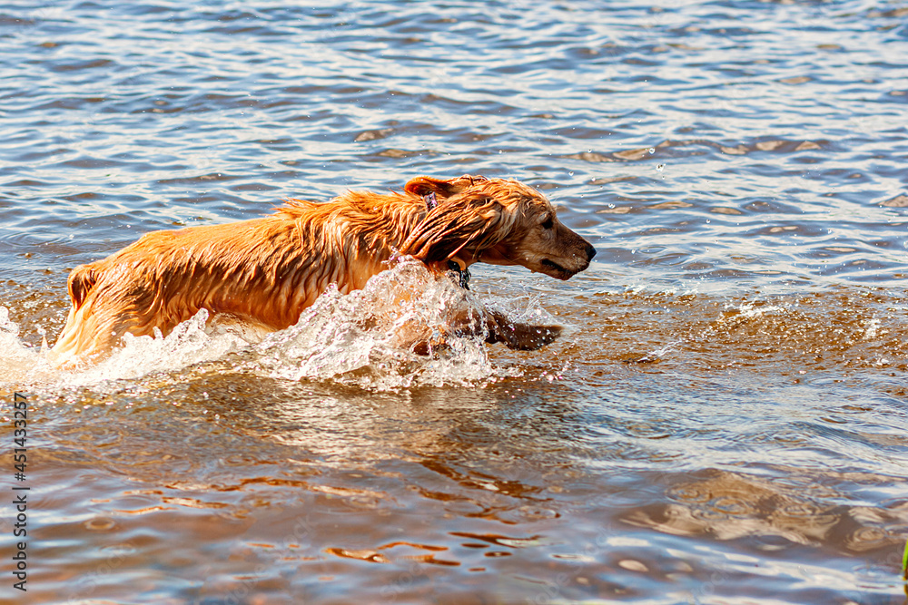 Fishing on the river. Red hunting dog bathing in the river Fishing on the river. Red hunting dog bathing in the river