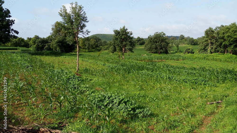 Obraz premium corn field