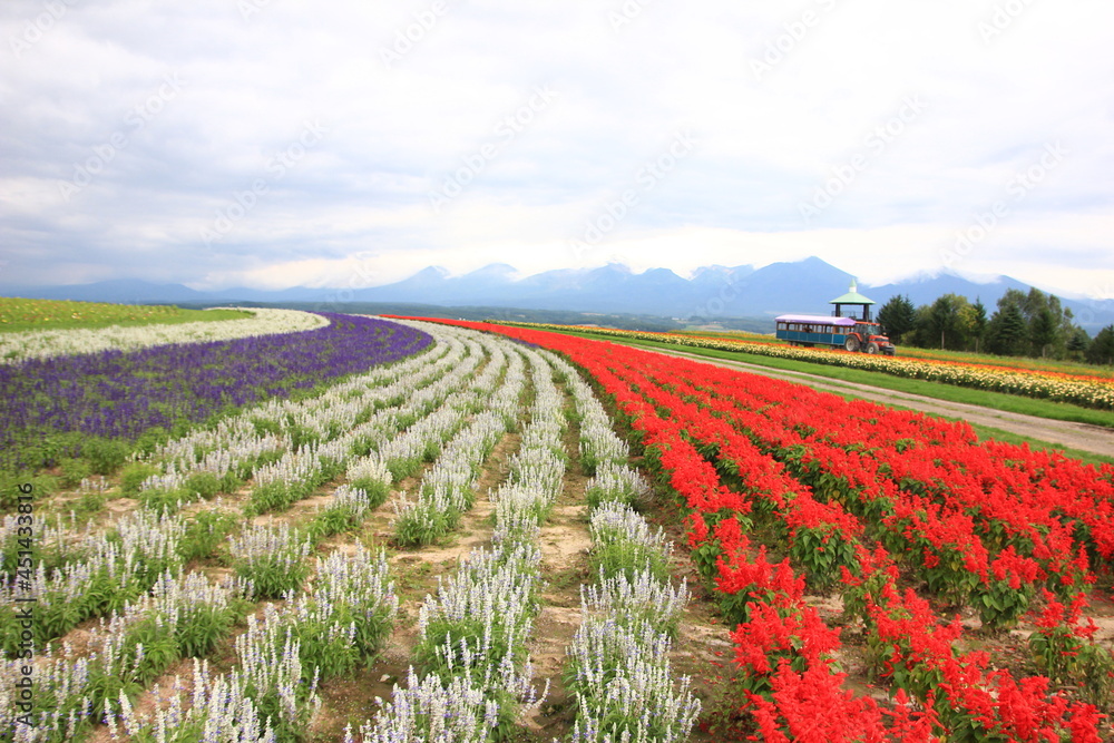 北海道の風景、フラワーランドかみふらの。赤、白、黄色、オレンジ、紫などカラフルな花が、広大な北海道の大地に整然と並び美しい景色を作り上げる。