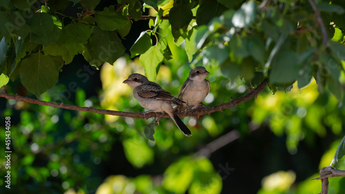 Wonderful images of the endangered Woodchat Shrike bird in the nature environment with the chick in the sunny weather at different times colorful background ( Lanius senator ) 