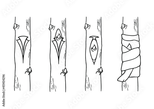 Budding form of grafting. Scion consists of a single bud and small section of bark vector illustration. Asexual reproduction. Outline black and white drawing