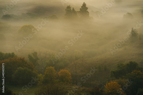 fog in the forest © Evgenii Ryzhenkov