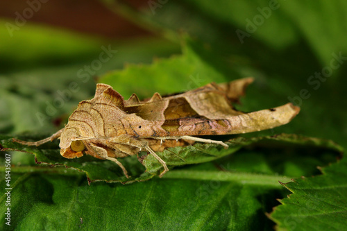 Angle Shades Moth. Scientific name Phlogophora meticulosa. Moth is clinging to the leaves of an alder tree.